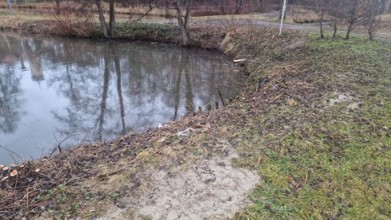 Radikaler Schnitt im Bürgerpark: Warum die Sträucher weichen mussten